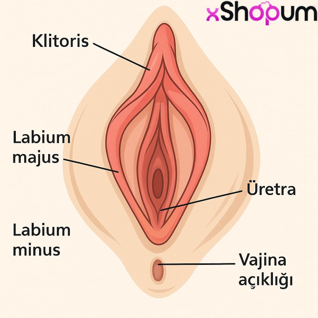 Kadın cinsel anatomisi: Klitorisin yeri